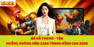 Đá Gà Thomo - Tận Hưởng Những Màn Giao Tranh Đỉnh Cao 2026