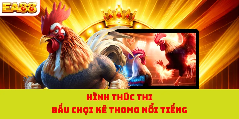 Hình thức thi đấu chọi kê Thomo nổi tiếng 